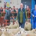 Sheep show and sale (3)